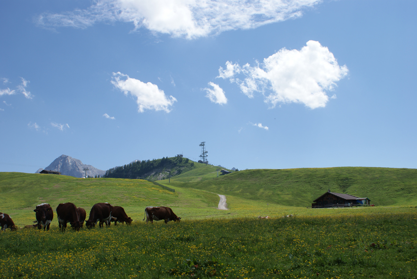 Almenwelt Lofer im Sommer